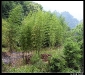 thy200802.jpg